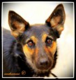 /album/fotogaleria-homepage/doggie-d-fr3-wm-jpg/